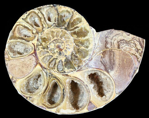 Sliced, Agatized Ammonite Fossil (Half) - Jurassic #54043